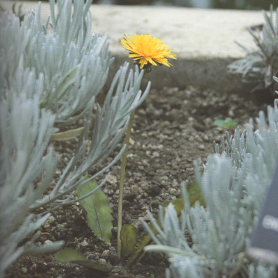 Image of Wendy Lewis