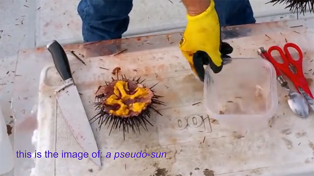 Anna-Rose Stefatou - Stefatou_Almost Óra(-cle) Flower, or a Thing That Remembers Itself - still 3_WEB.jpg