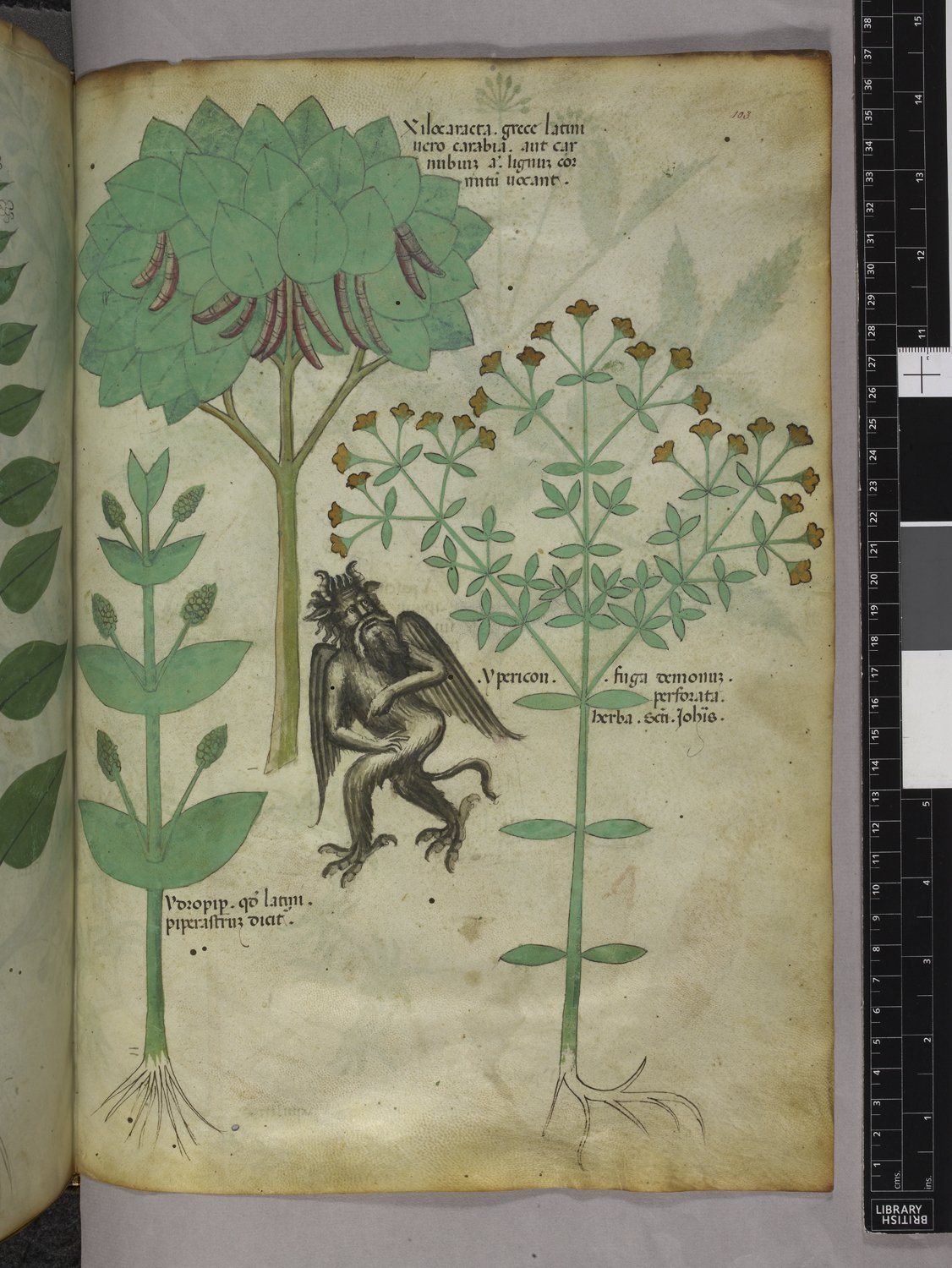 Hypericum perforatum in Tractatus de Herbis (Sloane MS 4016 manuscript)