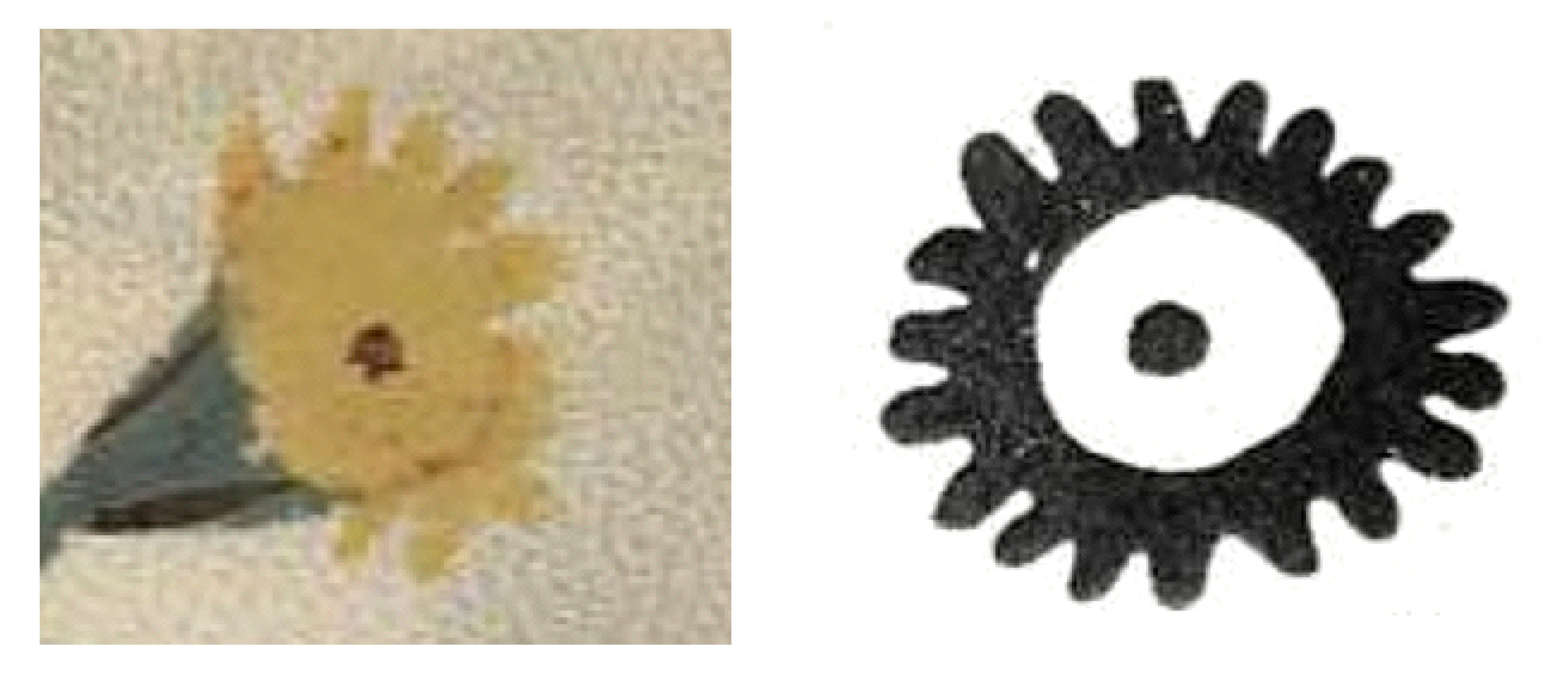 On the left, a detail of the Vatican library’s hand painted 15th century version of De Materia Medica, and on the right, a representation of a cave painting  depicting the Sun.