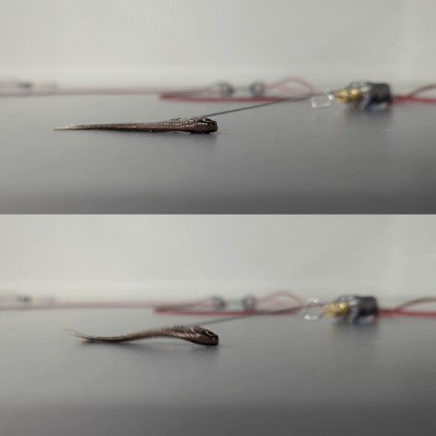 Image of Tom Fairlamb